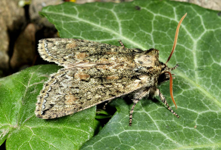 Drepanidae - Polyploca ridens